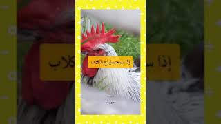 اذا سمعتم نباح الكلاب ونهيق الحمير  بليل ،،،،،