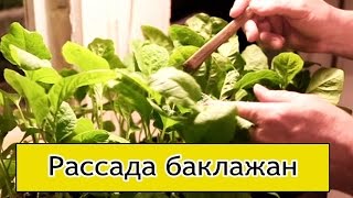 Посев баклажан на рассаду (Сибирь, Урал)