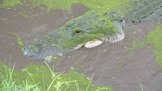 Big Alligator Video