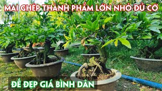 06/07. Mai Siêu Bông Bình Lợi, Sài Gòn, Bạch Mai, Đại Lộc Giá Bình Dân. ☎Trang 0971.118.064