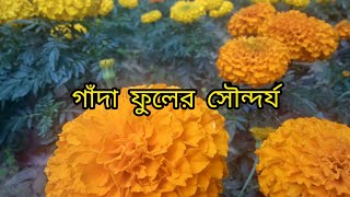 গাঁদা ফুলের সৌন্দর্য