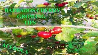 This Fruit Has More Vitamin C Than Oranges | Growing Barbados Cherry - Acerola