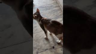 cat#funnyvideo#funny#vadivelu#comedy