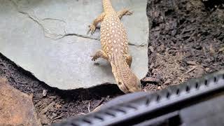 Feeding and building trust with our baby Savannah Monitor