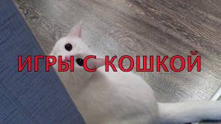 Играем с кошкой. Приколы с кошкой. Зефирка на охоте