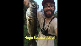 Huge Bass on a BUZZBAIT while pond hopping!!