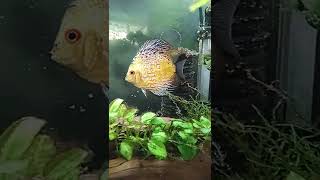 discus fish.