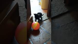 meow / Tom and  cherry // cat playing to ball  @ cvijaychelladurai