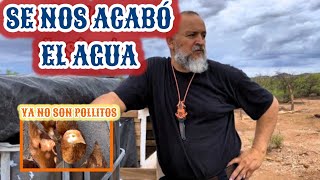 80~🔥SIN AGUA🌵¡NOS FUIMOS!😔YA NO SON POLLITOS🐔