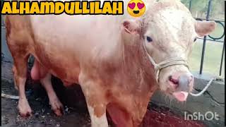 Madola 2024 cow beautiful view points | Golden cow reared cow #mandi2024 #ow #bigcow #madola