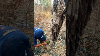 Wow #parrots nest inside the tree