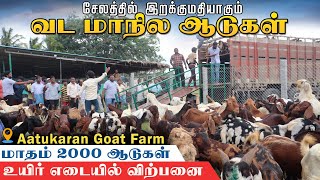 சேலத்தை கலக்கும் வடமாநில ஆடுகள்|மாதம் 2000  ஆடுகள் உயிர் எடையில் விற்பனை North Indian Goats In Salem