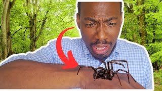 It has 8 legs! Creepy Crawlers Everywhere | Fall nature walk with kids #fall #nature #bugs