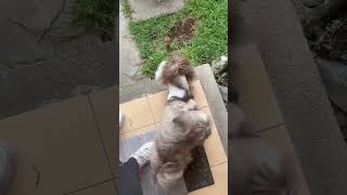 Shih Tzu JUGANDO súper divertidos