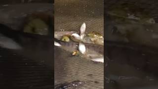 ikan gabus besar terkurung