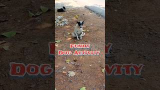 Funny animal dog video #funny #youtubeshorts