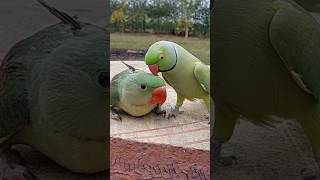 Funny Talking Parrot Kissing Baby Parrot #parrotparadise #cute #funny