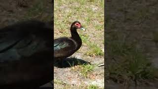 Baby Come Back Funny Ducks #shorts #ducks #animals #wildanimals #funny #funnyvideo