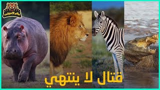 صراع التمساح مع الأسود والحمار الوحشي وفرس النهر ومعارك لا تنتهي ....!