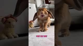 funny animal short😃😅