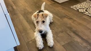 Prego Wire Fox Terrier Waddle (due around June 16-18, 2021)