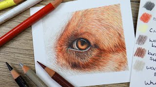 How to Draw REALISTIC Fur with Color Pencils