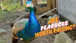 Should You Raise Peafowls? The Pros and Cons of Owning Homestead Peacocks