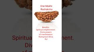 One Mukhi Rudraksha #shorts #ytshorts #rudraksha