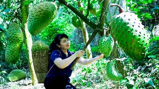 How to Harvest Soursop Tree, goes To Market Sell - Harvesting and Cooking |Tieu Vy Daily Life