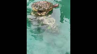 #redearslider #turtle #turtledive