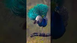 wow😍!!what a beautiful peacock dance #💯shorts#birds#peacock#🙏subscribe