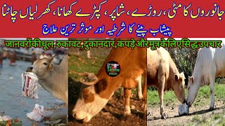 Treatment For Eating Soil,Bricks,Plastic/Polythene bags and Clothe in Dairy Animals|Farming Official