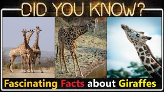 Giraffe Facts: Top 10 Mind Blowing, Unbelievable, Amazing And Fascinating Fun Facts About Giraffe