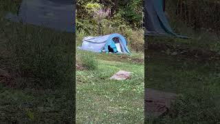 The cat house tent is about torn up, but my Cats enjoy it! #807