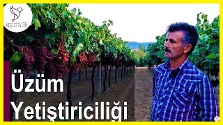 ÜZÜM BAĞLARI | ÜZÜM YETİŞTİRİCİLİĞİ | RED GLOBE ÜZÜM