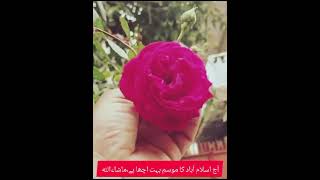 The weather in Islamabad is very beautiful today 🌿 M tahir vlogs 💜 26_3_2024🌿beautiful plants 🌿