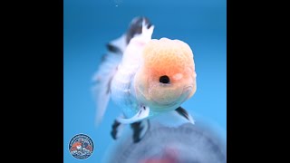 Panda Rose Tail Oranda 3.8 in (241018_OR04)