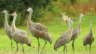 Coyote and Cranes