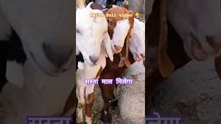 Ajmer Bakra Mandi live update #goat #sheep #vlog #livestock #sojatbakra