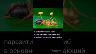 Любопытный факт #интересные #интересныефакты #interestingfacts #youtubeshorts #viral #паразиты