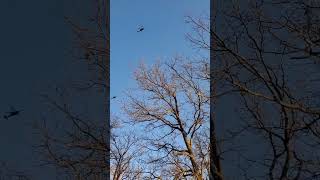 BLACKHAWKS OVER THE RANCH