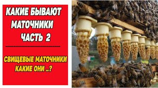 СВИЩЕВЫЕ маточники. Матковод. Пчеловодство. Пасека.