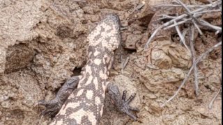 Arizona Trail V (2019): Kearny to Roosevelt Lake