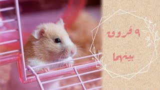 هل الهامستر فأر 🐭 ؟!