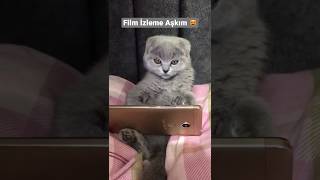 Film İzleme Aşkım #cat #akış #pişik #kitten #kediler #keşfet #challenge #eğlence #keşfetteyiz #fyp