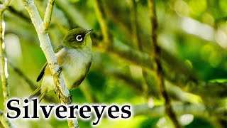 Silvereyes / Waxeyes / Tauhou in Early Autumn #4k #birds #birdsong #newzealandnature #newzealand