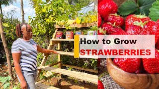 How to Grow Strawberries Fast || Step-by-Step Wooden Structure Tips!