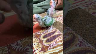 Parrot care #parrot #parrots #shortsviral #shorts