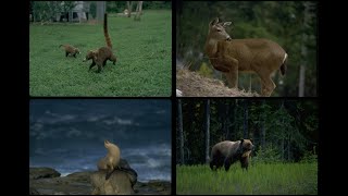 6020 Wild Animals SSTV PD120