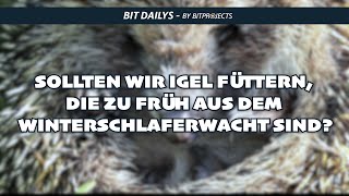 Zu warme Temperaturen: Sollten wir Igel füttern, die zu früh aus dem Winterschlaf erwacht sind?